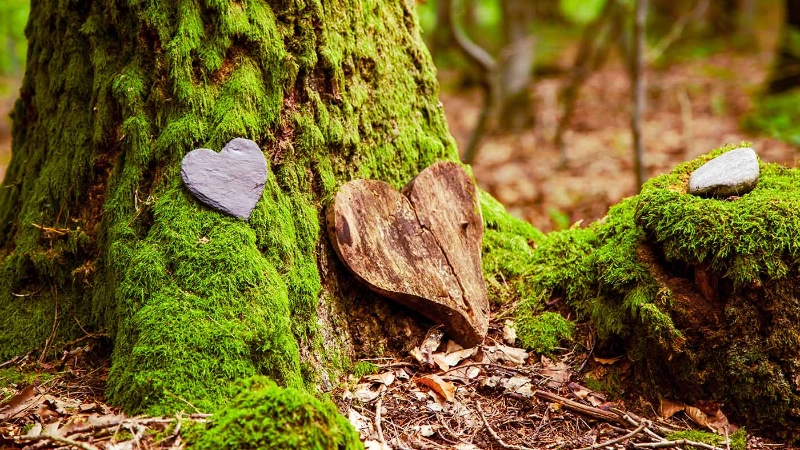 C'è un cuore davanti a un ceppo d'albero